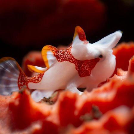 Palm Springs Bali Dive Resort Tulamben  Ngoại thất bức ảnh