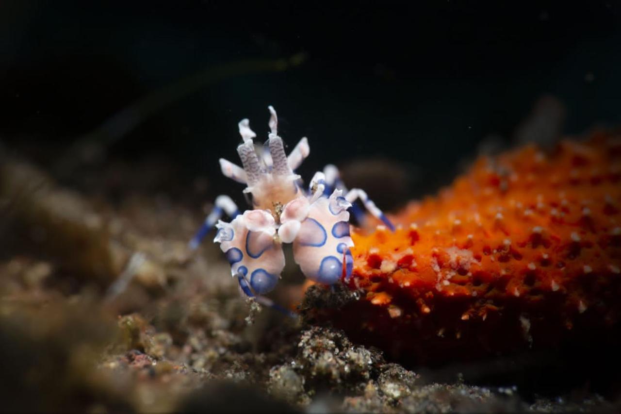 Palm Springs Bali Dive Resort Tulamben  Ngoại thất bức ảnh