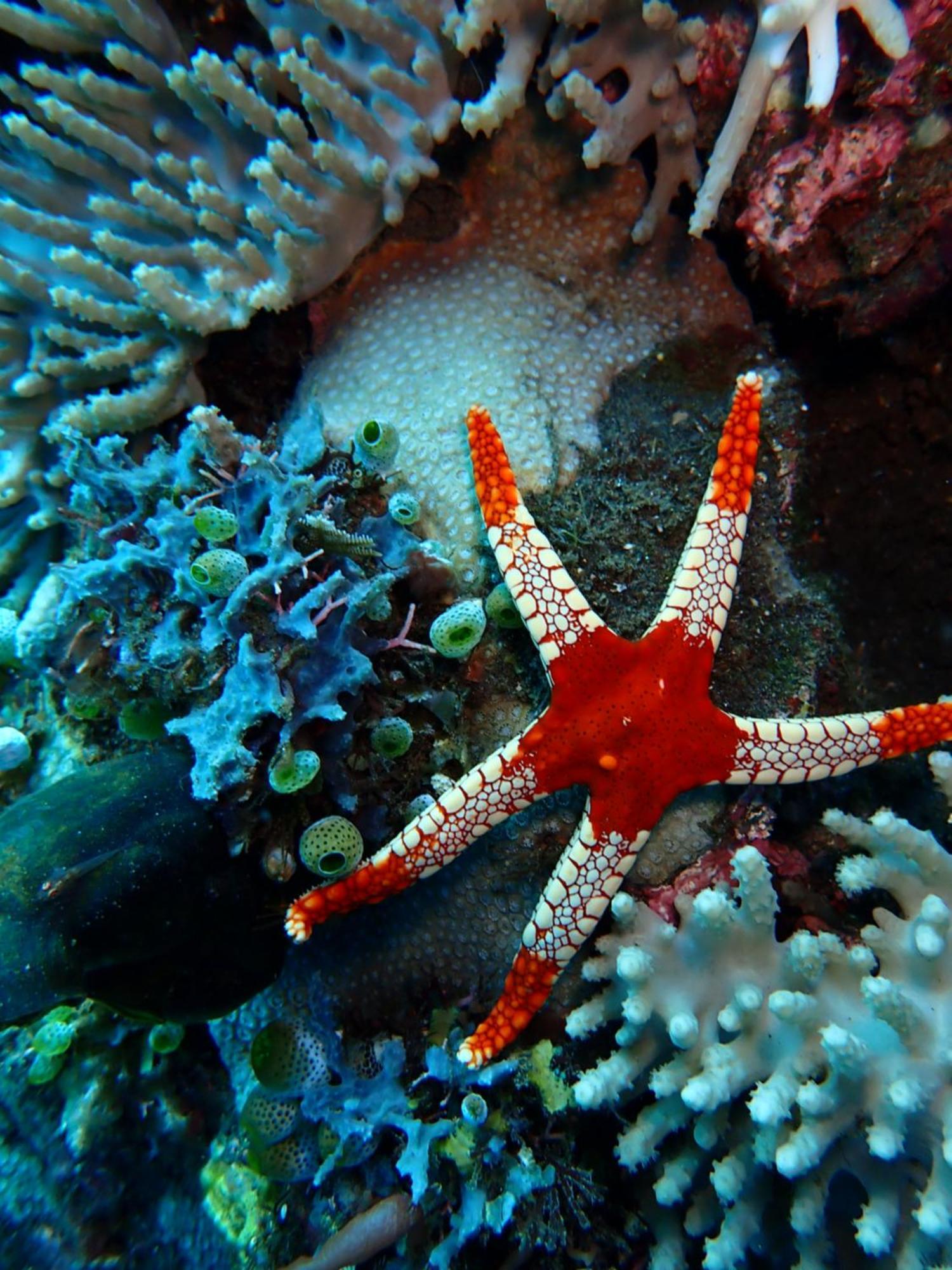 Palm Springs Bali Dive Resort Tulamben  Ngoại thất bức ảnh