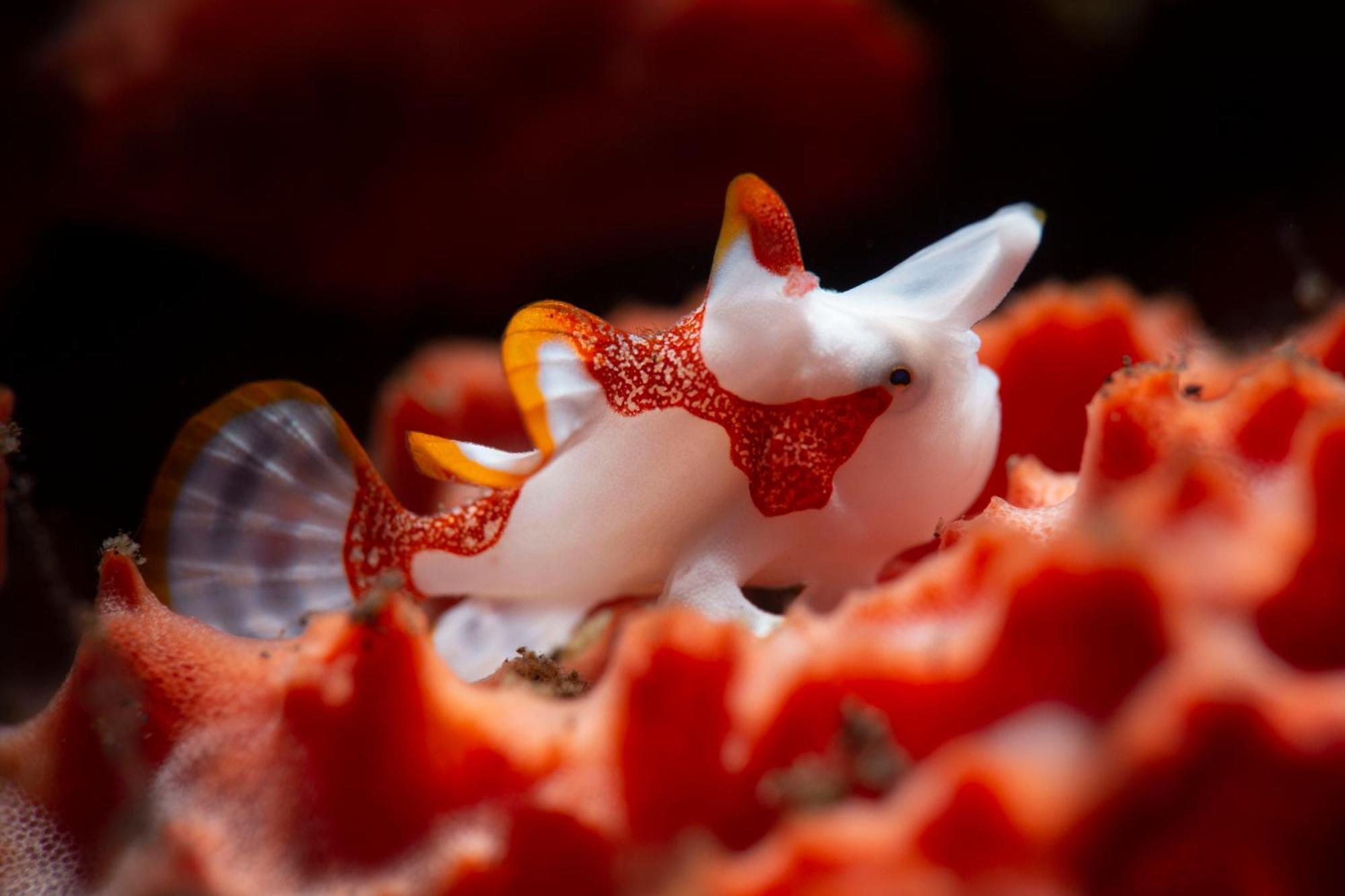 Palm Springs Bali Dive Resort Tulamben  Ngoại thất bức ảnh